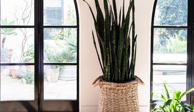 These Houseplants Have Special Properties That Soothe and Calm You | Hunker