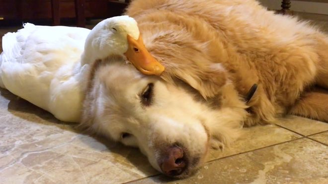 Naps: A Sleepy Compilation Captures an Array of Animals and Humans Mid-Slumber