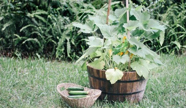 Container Gardening Is Ready to Be Your New Hobby | Hunker