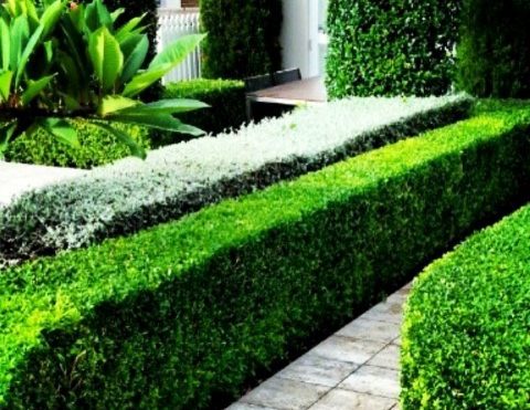 Gardening Tips 101: How To Effectively Garden Your Home?