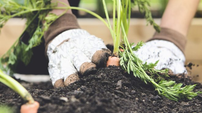 Gardening for beginners: 10 easy tasks to get started
