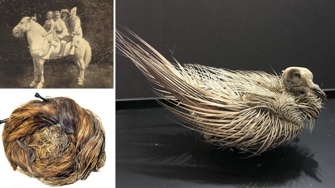 Intrusive Clowns, Preserved Cats, and Centuries-Old Hair: Museums Are Sharing Their Creepiest Objects