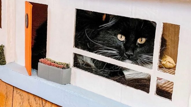 Woman Builds Midcentury Home for Her Cats Using Old Boxes
