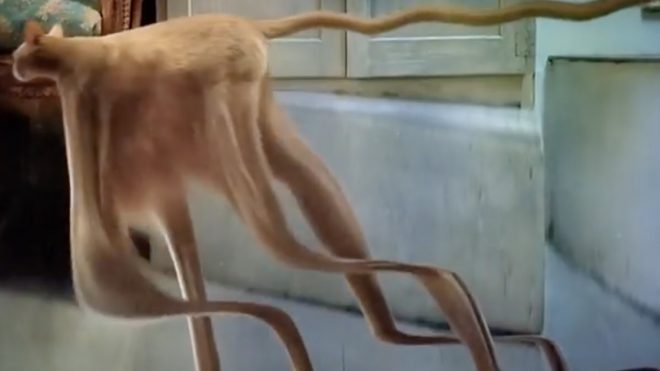Artist François Vogel Turns His Unaware Cat into a Wriggling Jellyfish