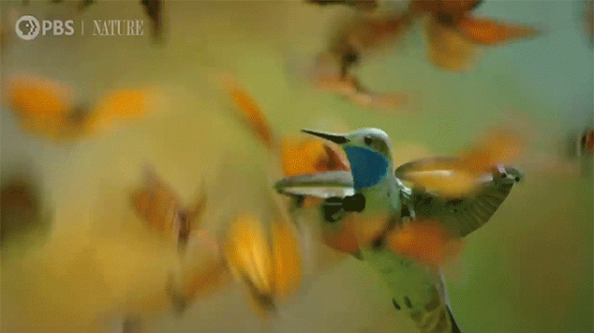Millions of Monarchs Swarm Fake Hummingbird As It Captures Spectacular Footage of Their Flight