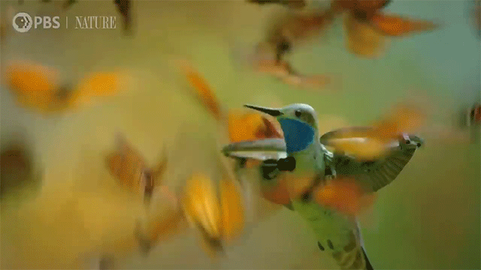 Millions of Monarchs Swarm Fake Hummingbird As It Captures Spectacular Footage of Their Flight