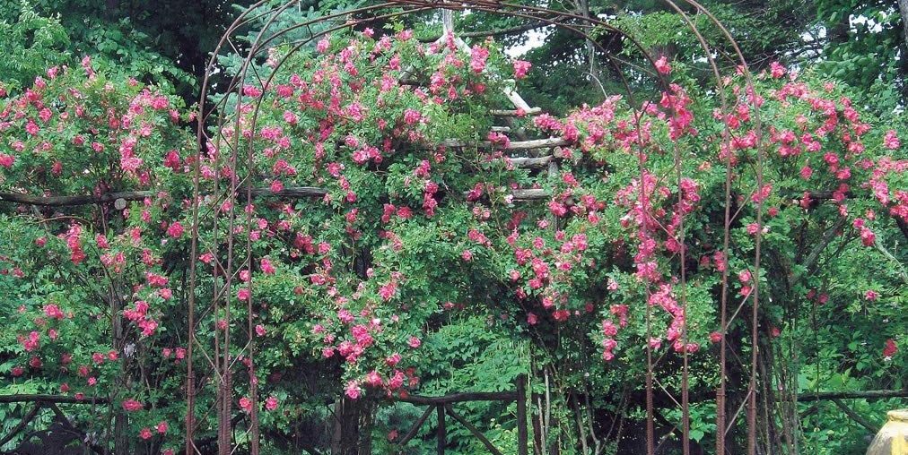 Eight Books to Read for Instant Garden Inspiration