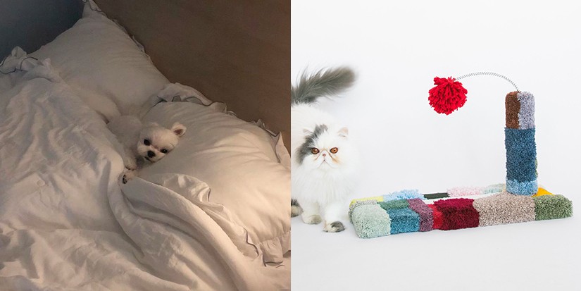 8 Brands Making Stylish (And Fun) Pet Furniture for Dogs and Cats