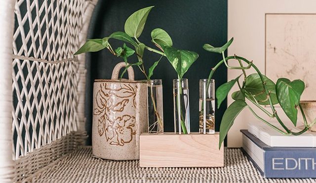 DIY Wood and Glass Propagation Station (and Tips for Growing) | Hunker