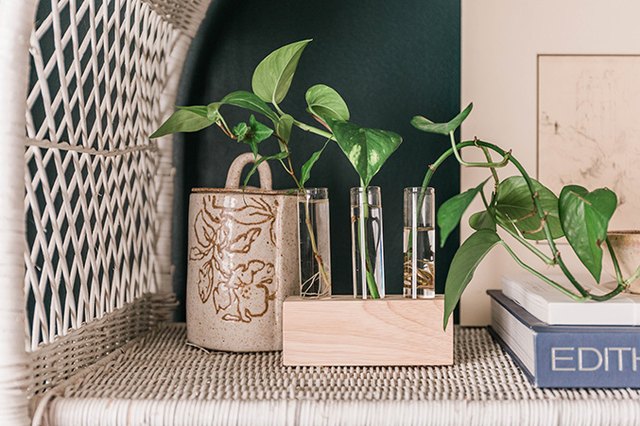 DIY Wood and Glass Propagation Station (and Tips for Growing) | Hunker