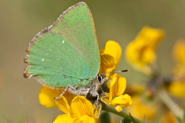 Why aren't there more green butterflies?