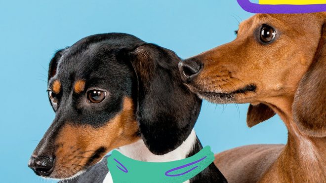 Witzig is the doggy lifestyle brand made for dachshund lovers