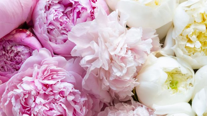 Peony season is here! 7 expert tips for styling and looking after your peonies