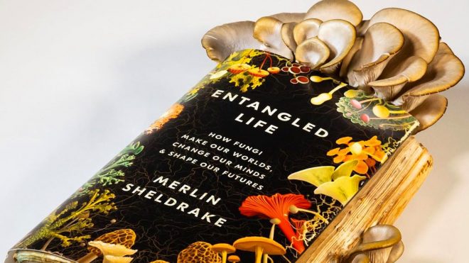 Oyster Mushrooms Sprout from The Pages of a New Book About Fungi
