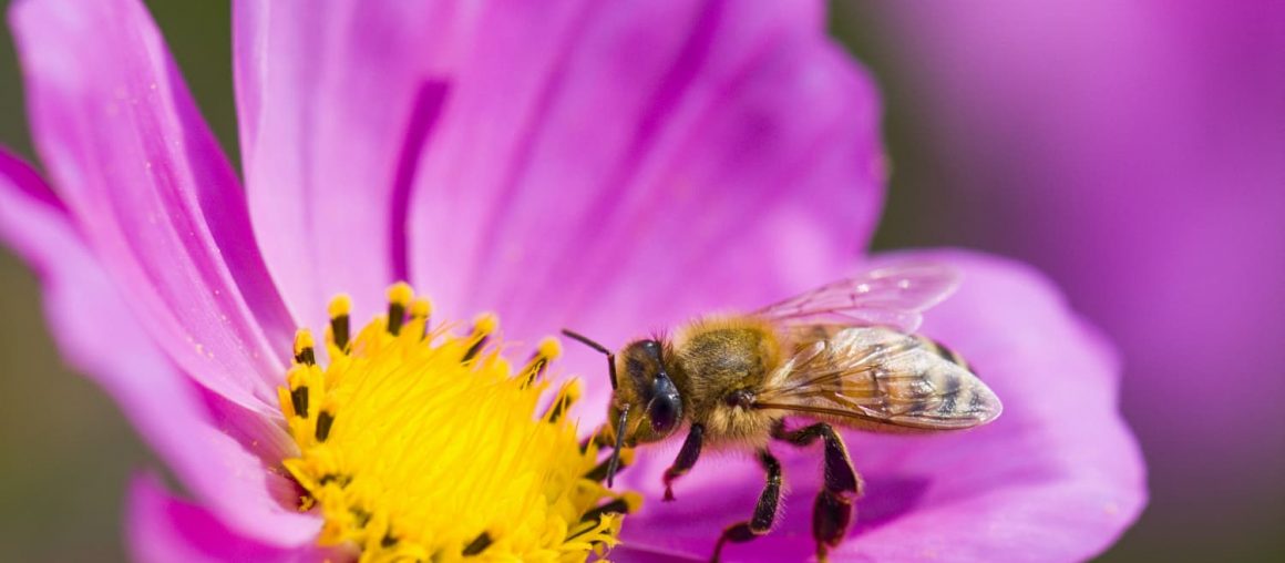 IKEA Wants to Help You Build Your Own Bee Home