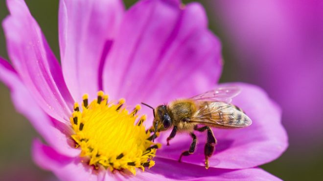 IKEA Wants to Help You Build Your Own Bee Home