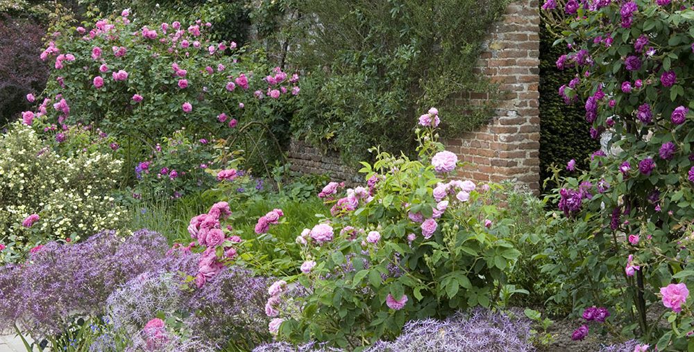 Wildlife garden ideas – National Trust tips for a wildlife-friendly garden