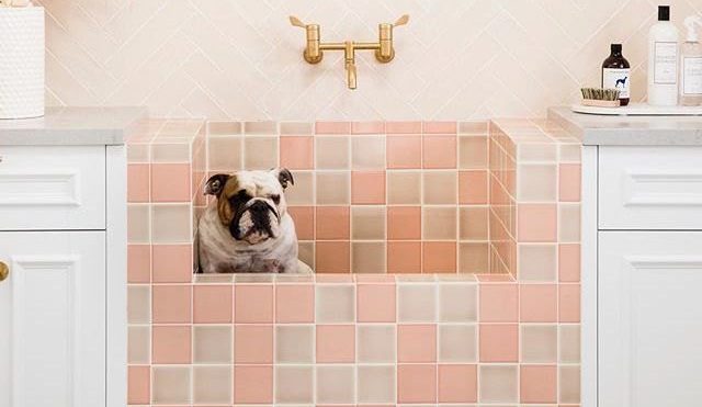 9 In-Home Dog Washing Stations That Are DIY Dreams | Hunker