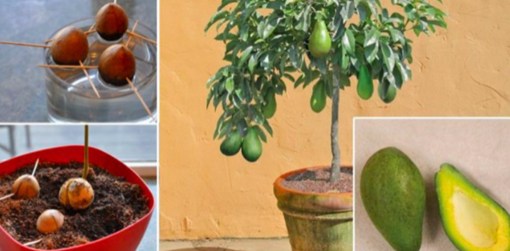 Stop Buying Avocados. Here’s How You Can Grow an Avocado Tree in a…