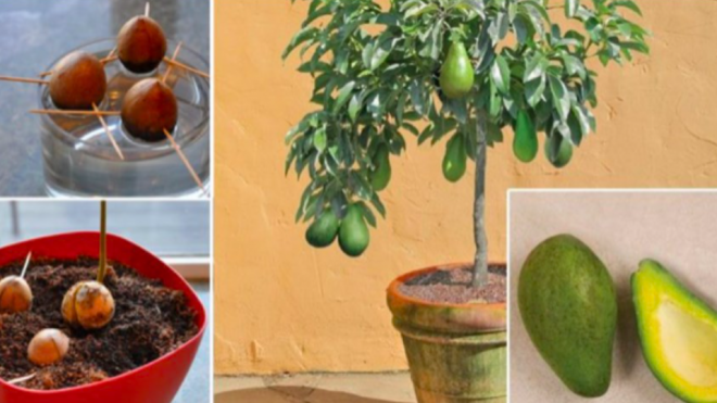 Stop Buying Avocados. Here’s How You Can Grow an Avocado Tree in a…