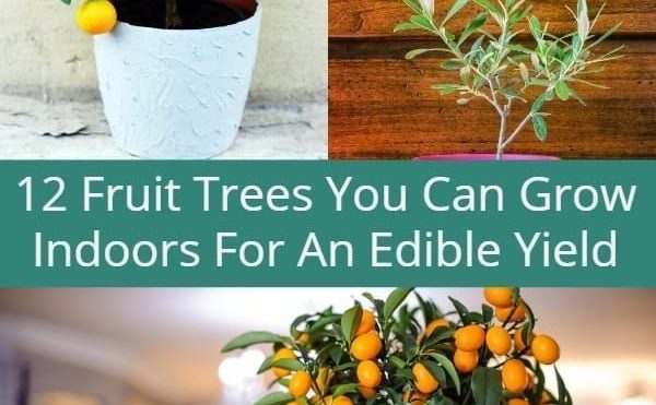 12 Fruit Trees You Can Grow Indoors For An Edible Yield Modern Home