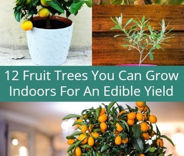 12 Fruit Trees You Can Grow Indoors For An Edible Yield Modern Home
