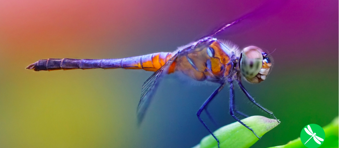 One Dragonfly Can Eat 100s of Mosquitoes per Day: Keep These Plants…
