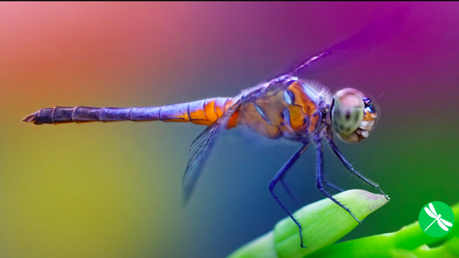 One Dragonfly Can Eat 100s of Mosquitoes per Day: Keep These Plants…