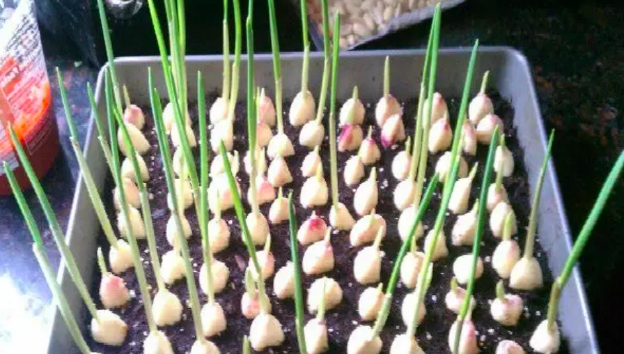 Stop Buying Garlic. Here’s How To Grow An Endless Supply Of Garlic…