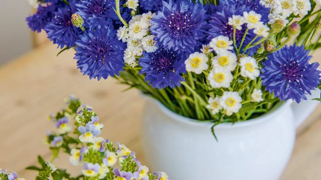 The best flowers to reduce stress – Flowers with mental health benefits