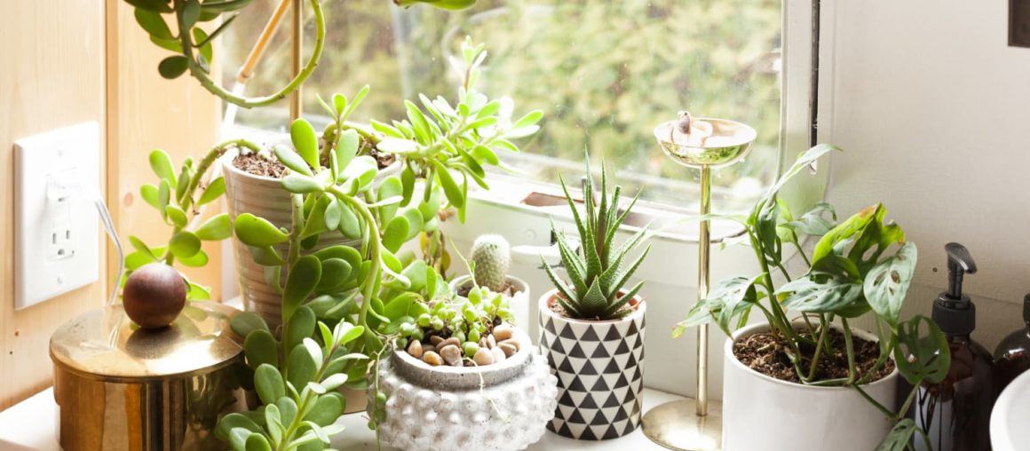 The Surprising Place Where You Can Find Budget-Friendly Plants and Stylish Planters