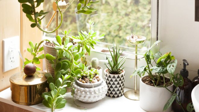 The Surprising Place Where You Can Find Budget-Friendly Plants and Stylish Planters