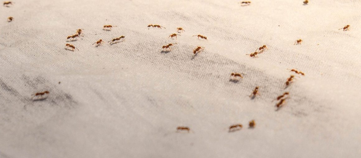Herbert Simon’s Ants on the Beach