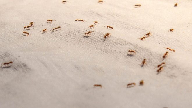 Herbert Simon’s Ants on the Beach