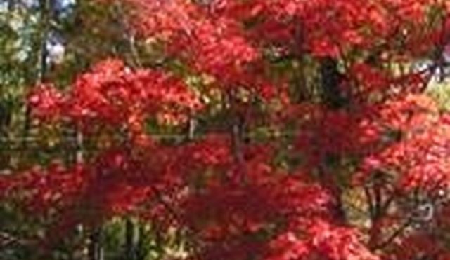 How to Design Landscapes for Free Online | Hunker