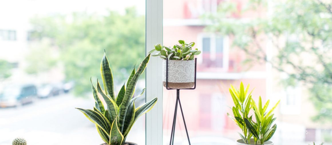 15 of Our Favorite Places to Buy Planters