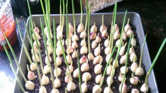 TheSpruce – Stop Buying Garlic. Here’s How To Grow An Endless Supply Of Garlic Right At Home