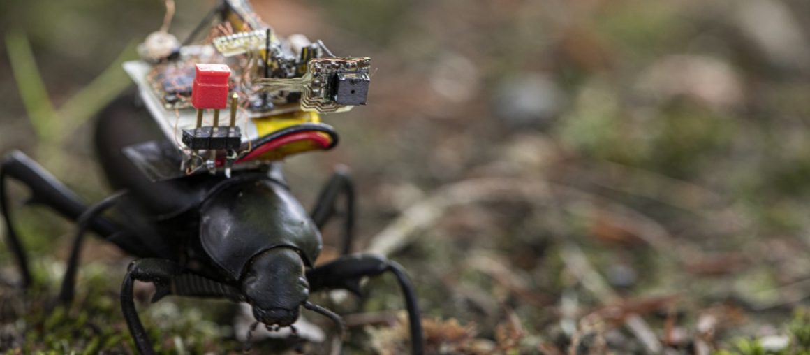 Tiny, wireless camera streams beetle's-eye view of the world
