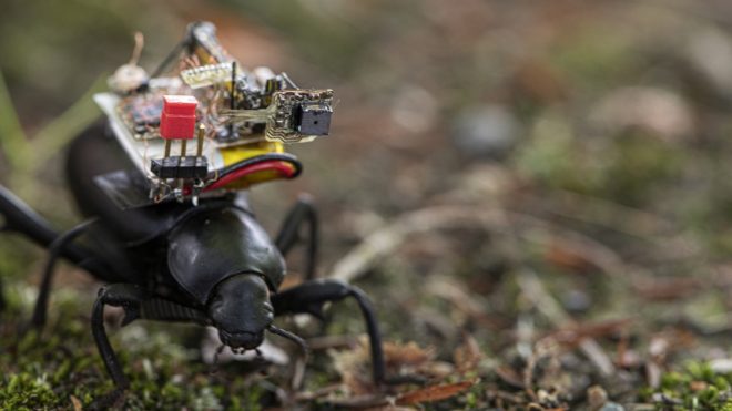 Tiny, wireless camera streams beetle's-eye view of the world