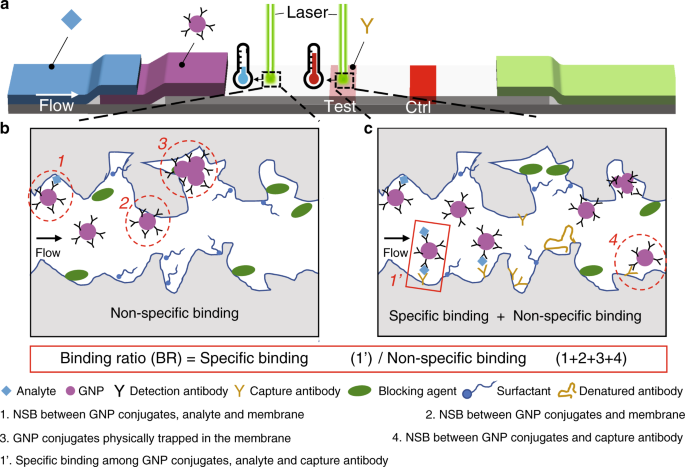 Development and optimization of thermal contrast amplification lateral flow immunoassays for ultrasensitive HIV p24 protein detection