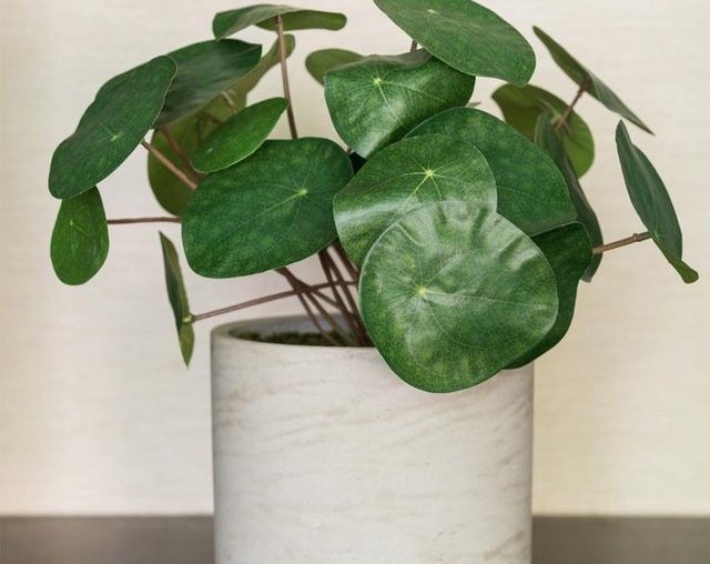Can't Keep Plants Alive? These Fake Beauties Are for You | Hunker