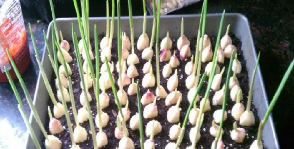 Stop Buying Garlic. Here’s How To Grow An Endless Supply Of Garlic Right At Home | Product Hunt