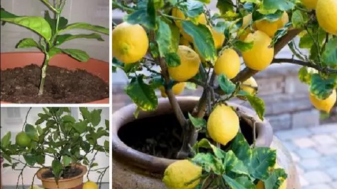 Stop Buying Lemons. Here’s How To Grow An Endless Supply Of Lemons Right At Home | Product Hunt