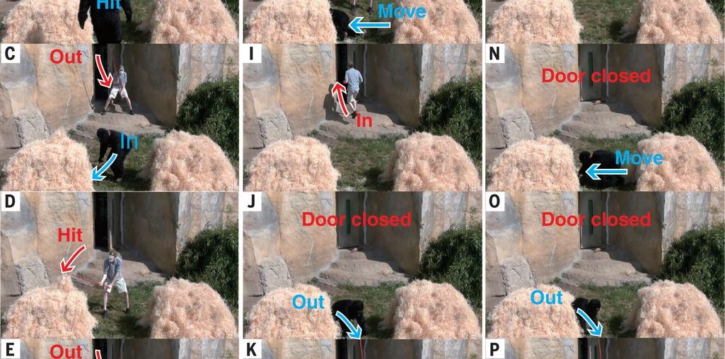Great apes anticipate that other individuals will act according to false beliefs