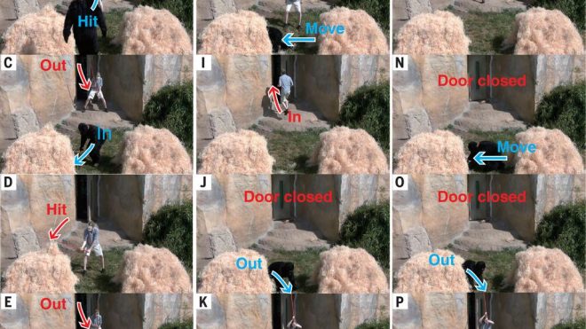 Great apes anticipate that other individuals will act according to false beliefs