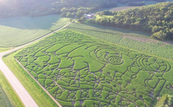 Get Lost in a Corn Maze That Looks Like a Microscopic 'Water Bear'
