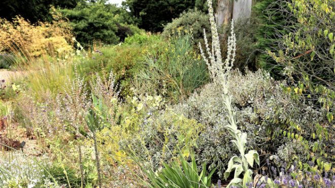 Summer-Dry Gardening, Part 1: A Visit to Beth Chatto’s Gravel Garden