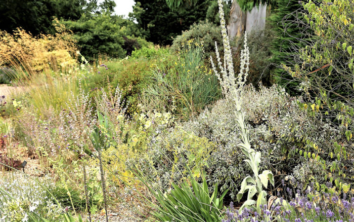 Summer-Dry Gardening, Part 1: A Visit to Beth Chatto’s Gravel Garden