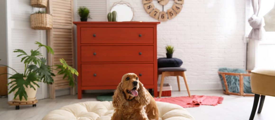 6 Pet-Friendly Design Tips For Your Home That Don’t Compromise Aesthetic