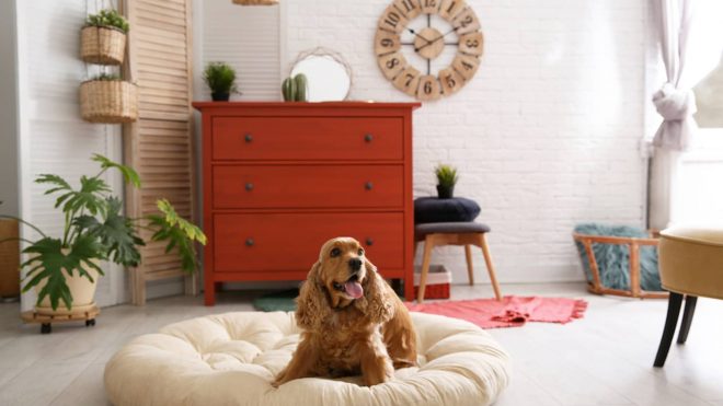 6 Pet-Friendly Design Tips For Your Home That Don’t Compromise Aesthetic